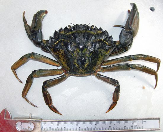 Scientists aim to curb crab crawl